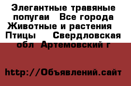 Элегантные травяные попугаи - Все города Животные и растения » Птицы   . Свердловская обл.,Артемовский г.